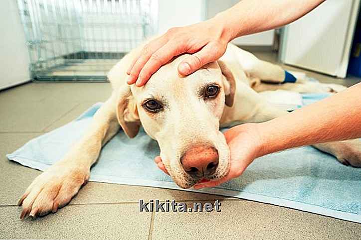 Tumeur cérébrale chez les chiens: 12 symptômes et options de traitement