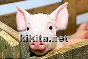Premier cas de grippe porcine à virus H1N1 trouvé en Ontario