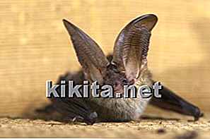 El síndrome de la nariz blanca alcanza la población de murciélagos PEI