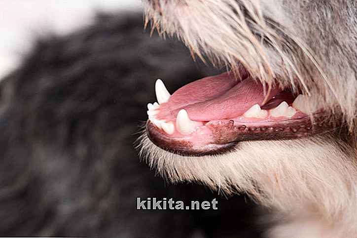 Anémie chez les chiens: 12 symptômes et traitements