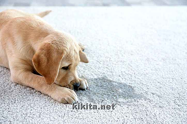 Diabete nei cani: 12 sintomi e trattamenti