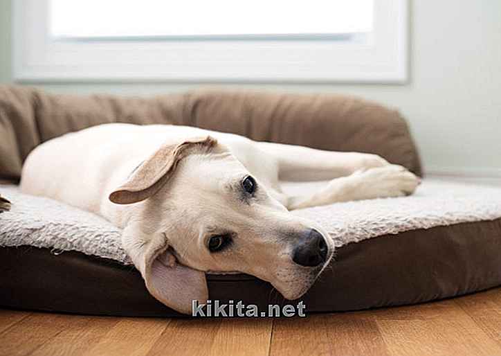 Ténias chez les chiens: 12 symptômes et traitements