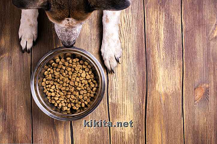 Alergias del perro: 12 cosas que todo dueño debe saber