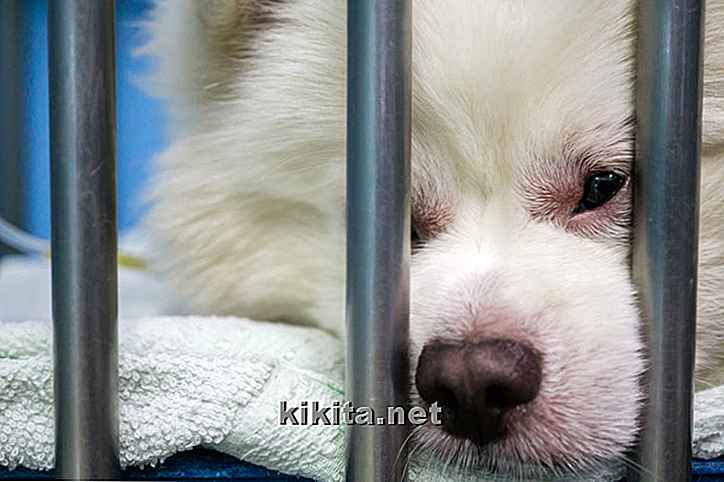 Blépharite chez les chiens: 12 symptômes et traitements