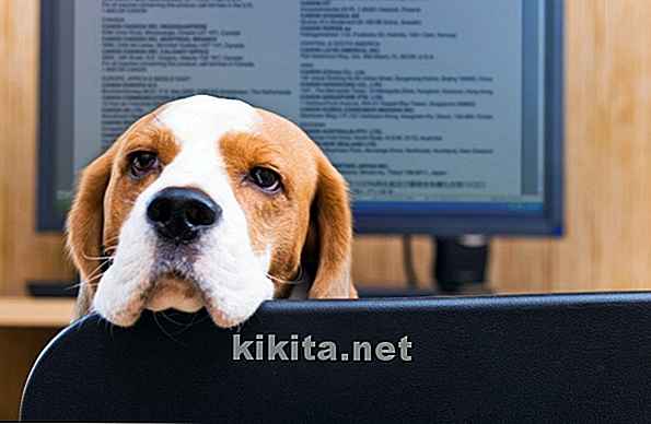 Lick Granuloma chez les chiens: 12 symptômes, causes et traitements